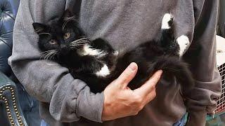 Shelter Kitten Chooses a Man And Decides To Adopt Him Without Leaving a Chance