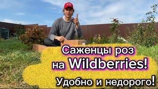 Купил розы на Wildberries! Хороший питомник и качество саженцев. Обзор посылки и сортов.