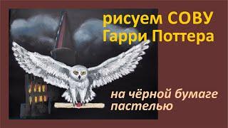 Рисуем Сову Гарри Поттера пастелью, полный видео урок