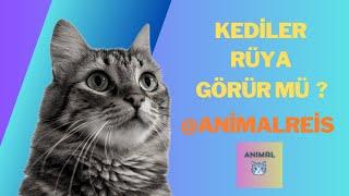 Kediler Rüya Görür mü