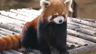 This red panda often blinks its eyes