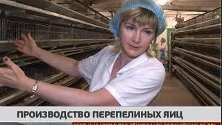 Производство перепелиных яиц. Новости. 16/07/2019. GuberniaTV