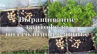 Выращивание картофеля под соломой в ящике // Planting potatoes in boxes under straws