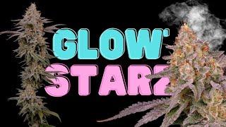 Glowstarz Seed to Harvest with AC Infinity 4x4 Grow Tent (Paradise Seeds) How to Grow Weed