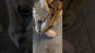 Serval Growling while Eating #serval #cat #servals #shorts