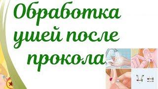 Чем обрабатывать уши после прокола? Алгоритм обработки ушей,воспаление.