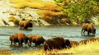 Why the U.S. Army Guarded the 23 Remaining American Buffalo (4K)