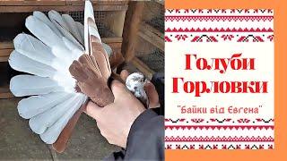 Голуби Андрея Кардаша - г.Горловка.