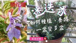 迷迭香爆盆又爆花!教你如何種植、養護、修剪，繁殖讓迷迭香一盆變多盆