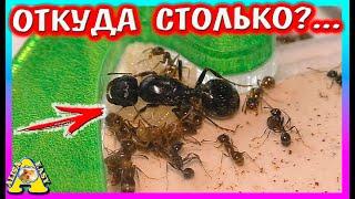 Мои Муравьи РАЗМНОЖАЮТСЯ /Муравьиная Ферма / Alisa Easy Pets