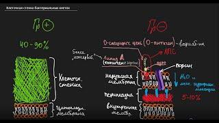 Клеточная стенка грамположительных и грамотрицательных бактерий. Пептидогликан и ЛПС. Метод Грама