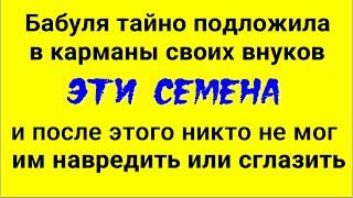 Никто не сможет навредить вам или вашим близким - положите в карман эти семена