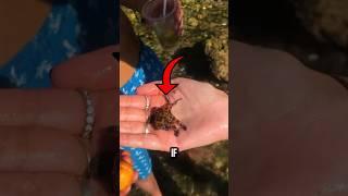 Blue-Ringed Octopus with deadly poison!! #sea #seacreatures #animals #octopus