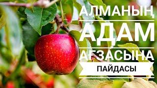 АЛМАНЫҢ АДАМ АҒЗАСЫНА ПАЙДАСЫ #алманыңпайдасы #алма #кеңес