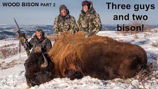 Double Trouble Wood Bison in the Yukon Part 2 I Greg McHale's Wild Yukon
