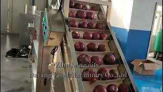 Onion production line Onion processing production line