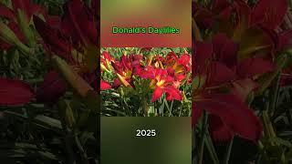 Donald's Daylilies 2025 #shortvideo #shortsvideo #shorts #short #daylilies