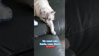 (*51). My sweet cats: Dahlia, Luna, Malus.️️️