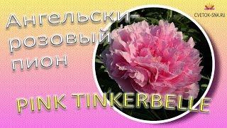 Ангельски-розовый пион PINK TINKERBELLE / Сад Ворошиловой