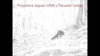 Tayra predation of a brown-throated three-toed sloth in Costa Rica