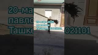 Ташкент Павлония+998936021101
