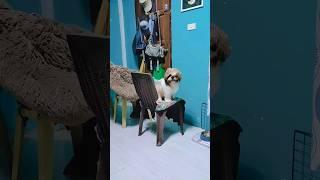 Very good Coco!  #shorts #cute #furbaby #pets #shihtzu #shihtzulife #dogs #doglover