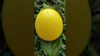 big yellow egg #egg #eggs #beats #funny  #memes