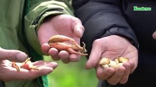 Посадка лука осенью под зиму. Севок Радар Голландия. Шалот кущевка. Тонкости посадки лука