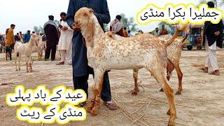 jamleera Bakra Mandi fresh update | pure makhi chena bacche | 16 Jun 2025 | gillani goat farm