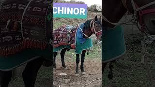 Кашкадарё Машхур Отлари 1-Кисм #surqash #horse #kupkari #rek #kupkari2024 #uloq #shahrisabz