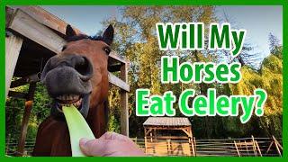 Will My Horses Eat CELERY??