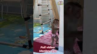 Monkey Lyly takes pillow to sunbathe #shorts #monkey #youtubeshorts #viralshort #cutefunny