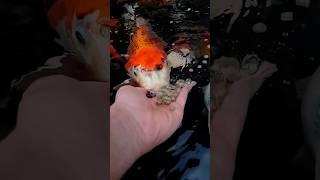 Hand Feeding My Koi Fish! They Love It!