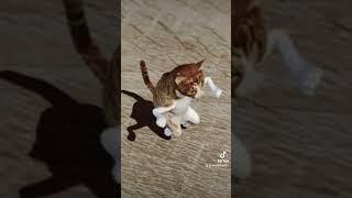 Танцующий кот) #кот #танцы #приколы #музыка #dancecat #котики #коты #рыжийкот