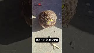 Совы. Ночные Легенды 