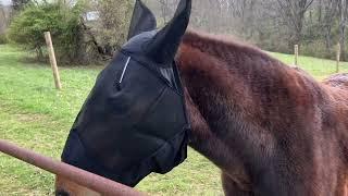 Review of Horse Fly Mask,Horse Fly Mask with Ears,Lycra Fly Mask for Horse,L Size, Black