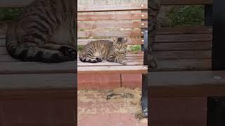 Grey cat relaxing on the bench  Funny cats  Cute pets  Beautiful animals  Memes 