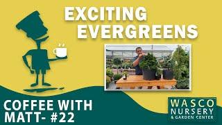 Matt's Top 'Exciting Evergreens'