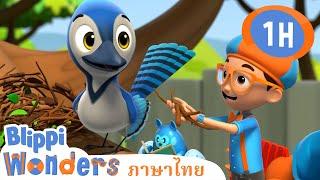 รังนก | Blippi ไทย | วิดีโอการเรียนรู้สำหรับเด็ก