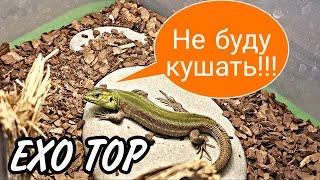 ЧТО ДЕЛАТЬ, ЕСЛИ ЯЩЕРИЦА НЕ ЕСТ? НЕ ЕСТ ПРЫТКАЯ ЯЩЕРИЦА!!! EXO TOP