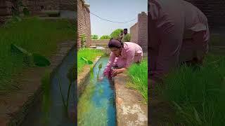 My village flower beautiful view #shorts #shortvideo #youtubeshorts #trending #viralvideo #nature