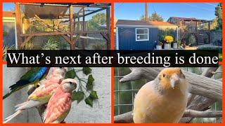 What's next: Breeding coming to an end