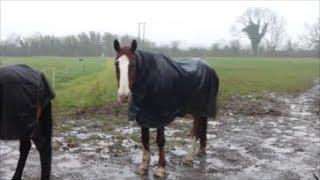 Top Tips ... for hay steaming!