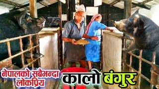 नेपालकै नं १ पाख्रीबासे कालो बंगुर । Most Popular BLACK PIG Farming in Nepal | Pakhribas Black Pig