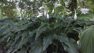 Hostas thriving in this condition| Volunteer Gardener