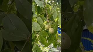 harvesting walnuts / walnut tree loaded with fruit #walnut #walnuttree #akhrot #shorts