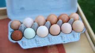 The Journey of Farm-Fresh Eggs: From Hatch to Kitchen