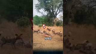 The hyena, the ultimate opportunist of the wild. #hyena #animals