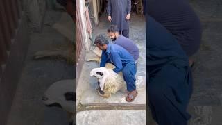 Miss you #qurbani #loveanimals #shorts