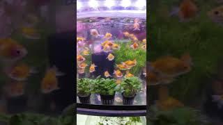 3693 Petshop in Cartimar #pet #cartimar #fish #glowfish #tetra #aquatic  #aquarium #fishtank #pets